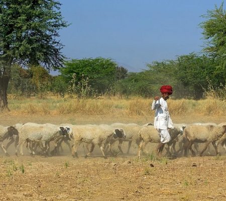 Rabari herders Bera