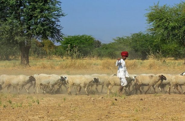 Rabari herders Bera