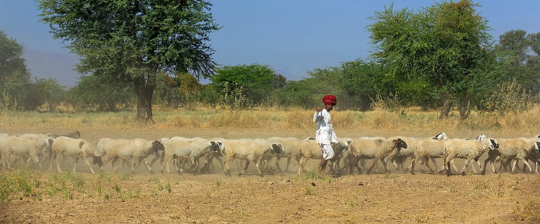 Rabari herders Bera