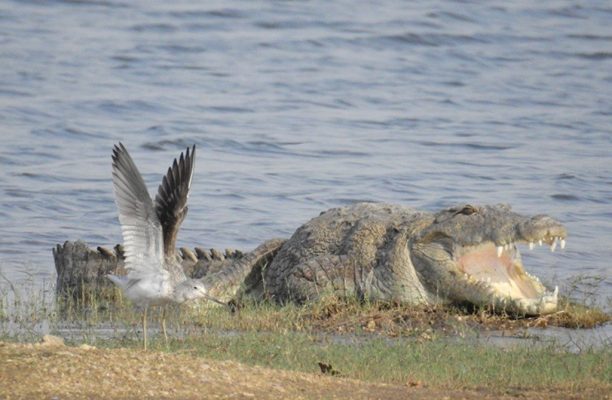 Bera Leopard Sancturary, Jawai dam