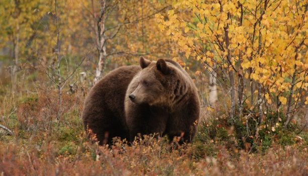 Beren observatie lodge, Oost-Finland