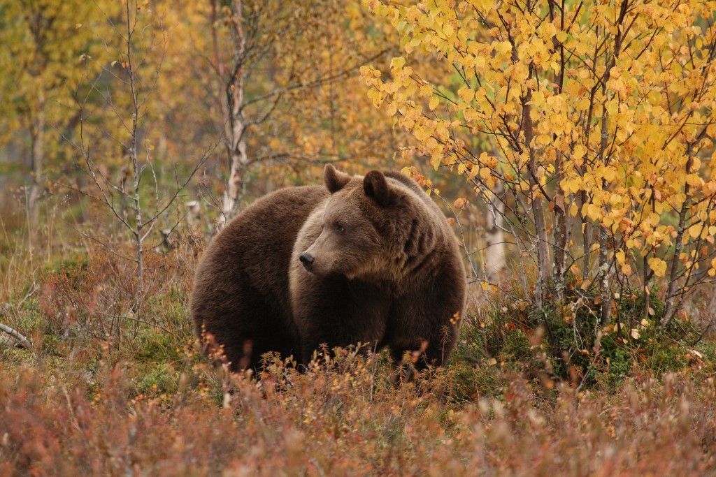 Beren observatie lodge, Oost-Finland