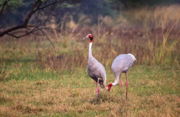 Bharatpur Bird