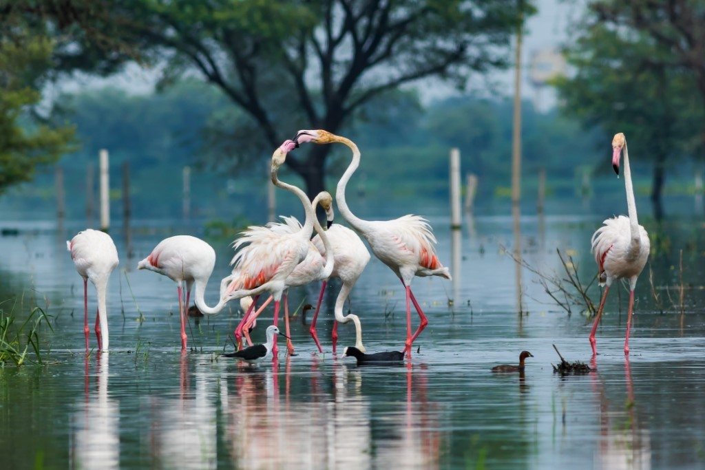 Bharatpur Bird Sanctuary Sundowner Wildlife Holidays