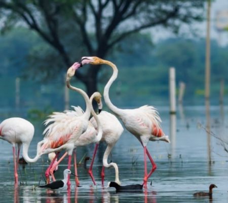 Bharatpur Bird Sanctuary, India