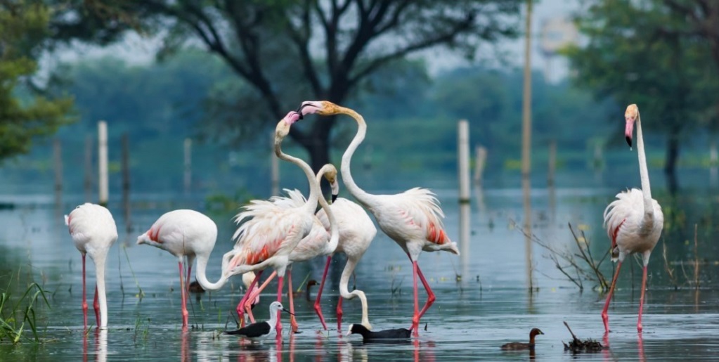 Bharatpur Bird Sanctuary, India