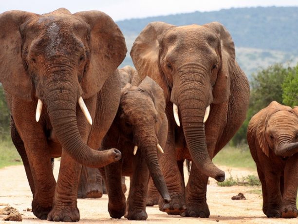 Big Five safari in Afrika