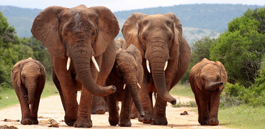 Big Five safari in Afrika