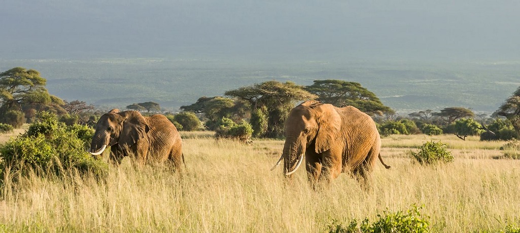 Tanzania Zanzibar vakantie,Big five Serengeti, Wildlife Tanzania