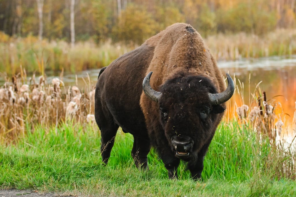 Bison Canada