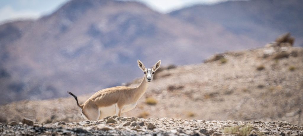 Black-tailed Gazelle, Mongolië Gazelle in de mountains