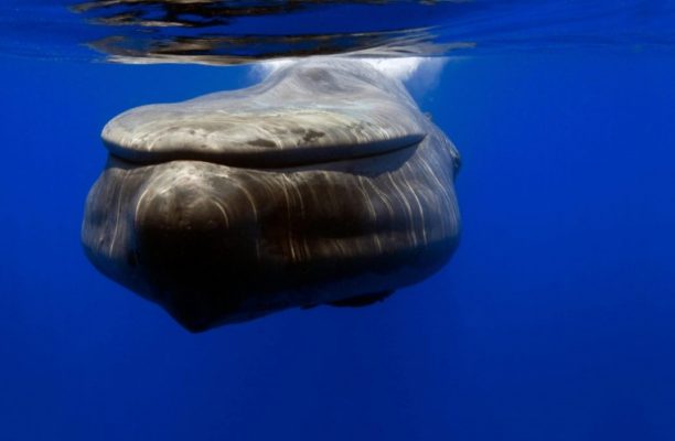 Blauwe vinvis spotten | Sundowner Wildlife Holidays