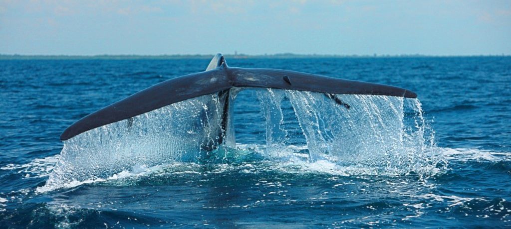 Blauwe Vinvis Expeditie