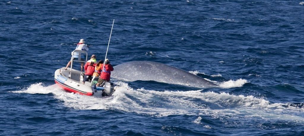 Azoren walvissen spotten op Pico