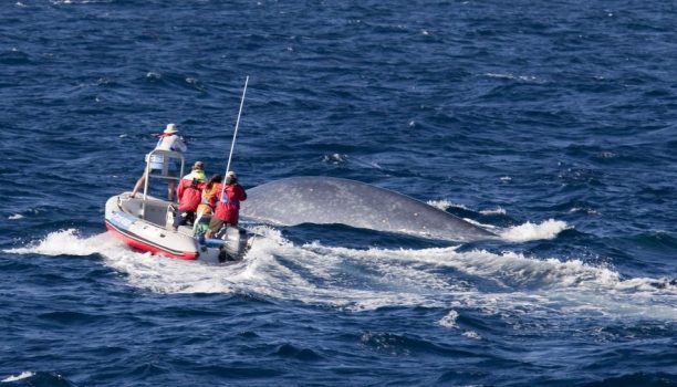 Azoren walvissen spotten op Pico