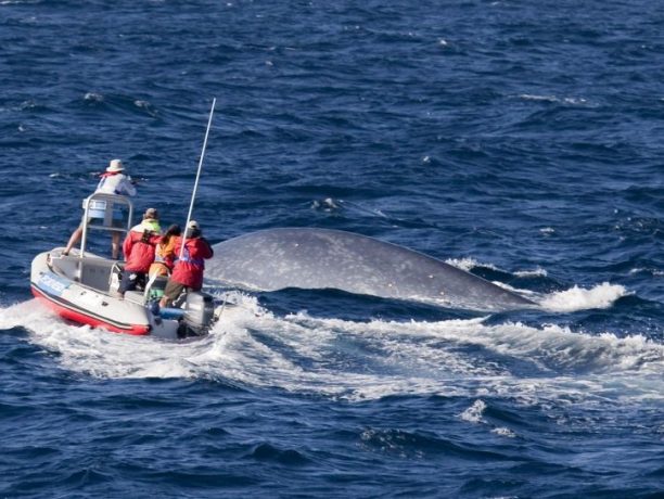 Azoren walvissen spotten op Pico