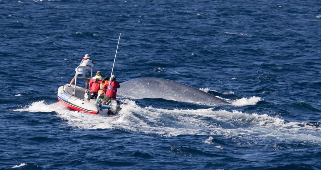Azoren walvissen spotten op Pico