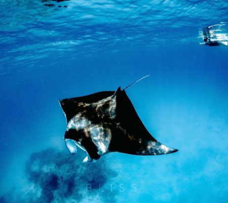Mantaroggen, Bliss Dhigurah Maledives
