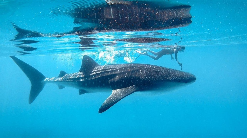 Bliss Dhigurah Malediven
