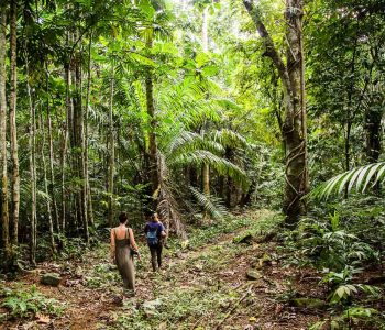 Regenwoud, Sao Tomé e Principe