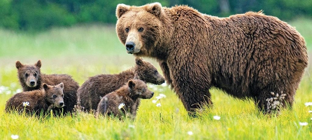 Kodiakbeer Alaska