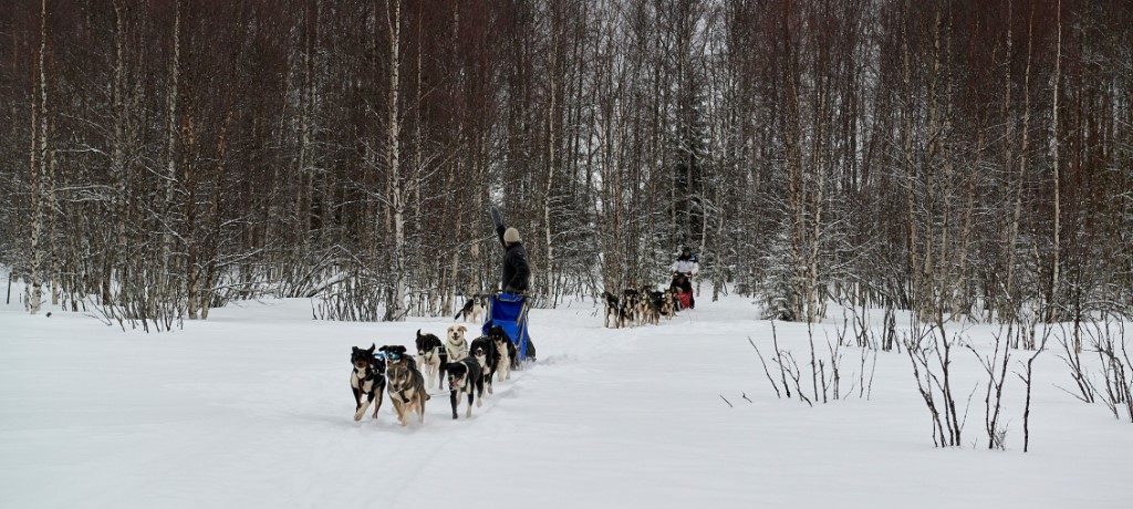 Husky safari Zweeds