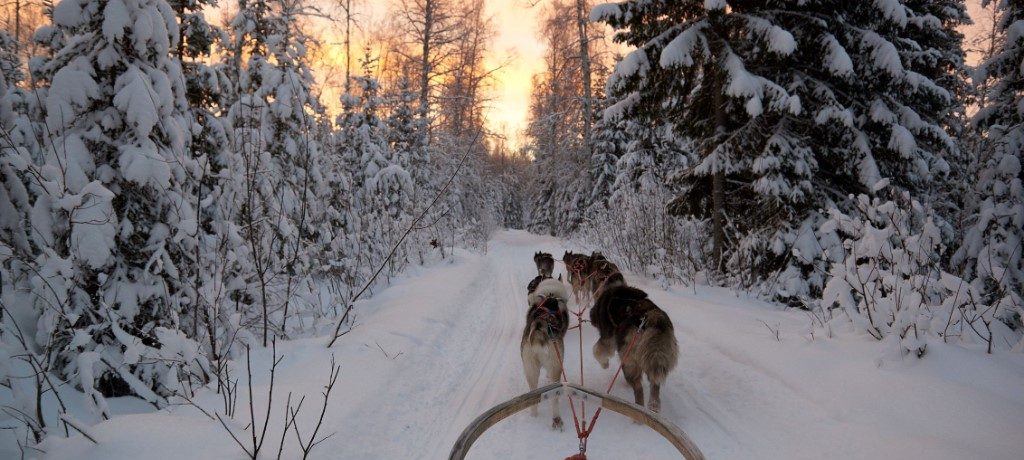 Husky