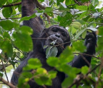 Budongo Forest