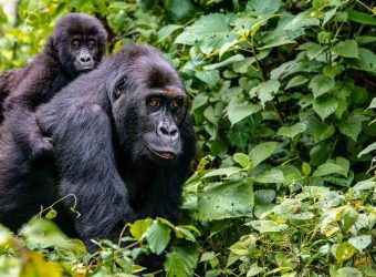 Gorilla trekking