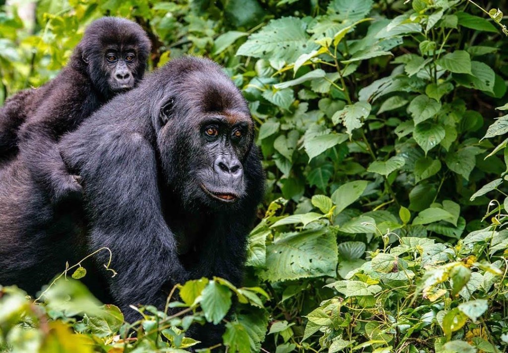 Gorilla trekking