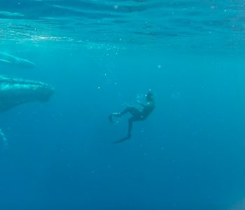 Zwemmen met bultruggen Comoren Activiteiten, Walvissen en dolfijnen spotten, walvissen in de Comoren