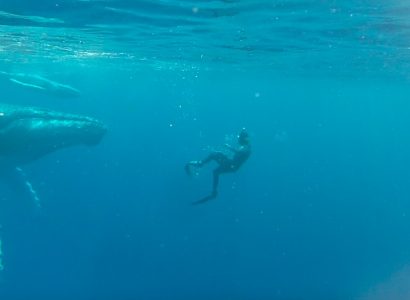 Zwemmen met bultruggen Comoren Activiteiten
