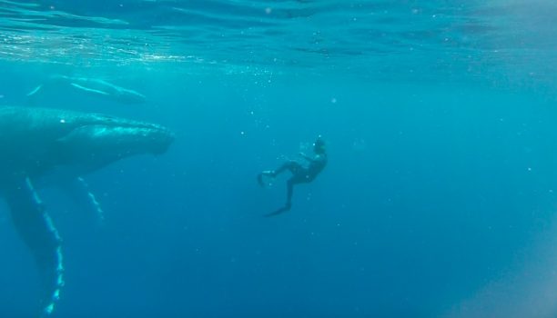 Zwemmen met bultruggen Comoren Activiteiten