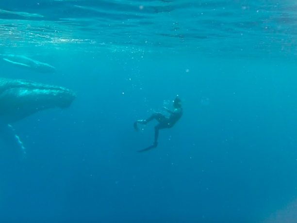 Zwemmen met bultruggen Comoren Activiteiten, Walvissen en dolfijnen spotten