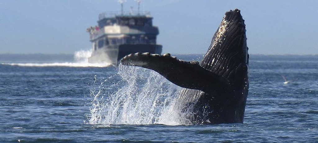 Bultrug walvis Alaska
