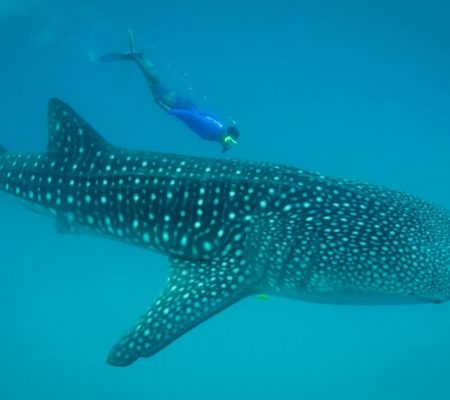 Zwemmen met walvishaaien Mafia Island 