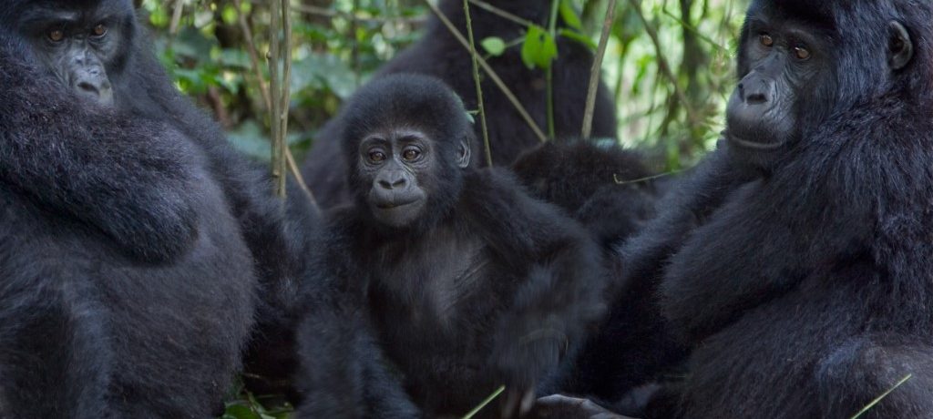 Berggorilla, Bwindi, Oeganda - Shutterstock