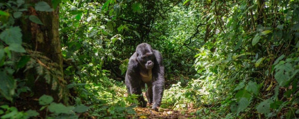 Berggorilla Bwindi, Fly-in safari Bwindi en Kidepo