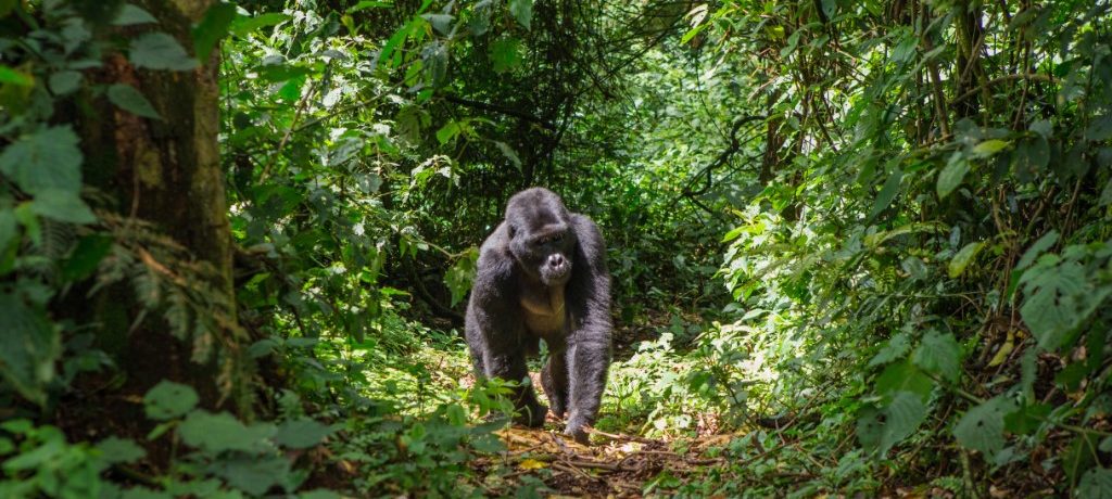 Berggorilla Bwindi, Fly-in safari Bwindi en Kidepo