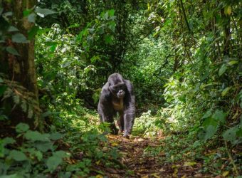 Berggorilla Bwindi, Fly-in safari Bwindi en Kidepo