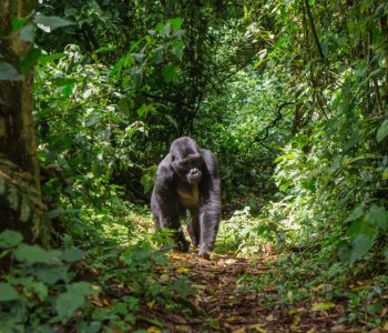 Berggorilla Bwindi, Fly-in safari Bwindi en Kidepo