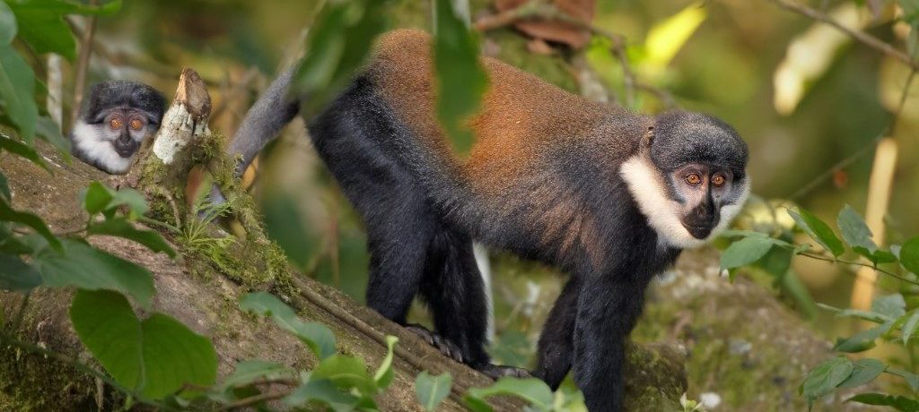 L'Hoëst meerkat,Bwindi, Oeganda - Shutterstock