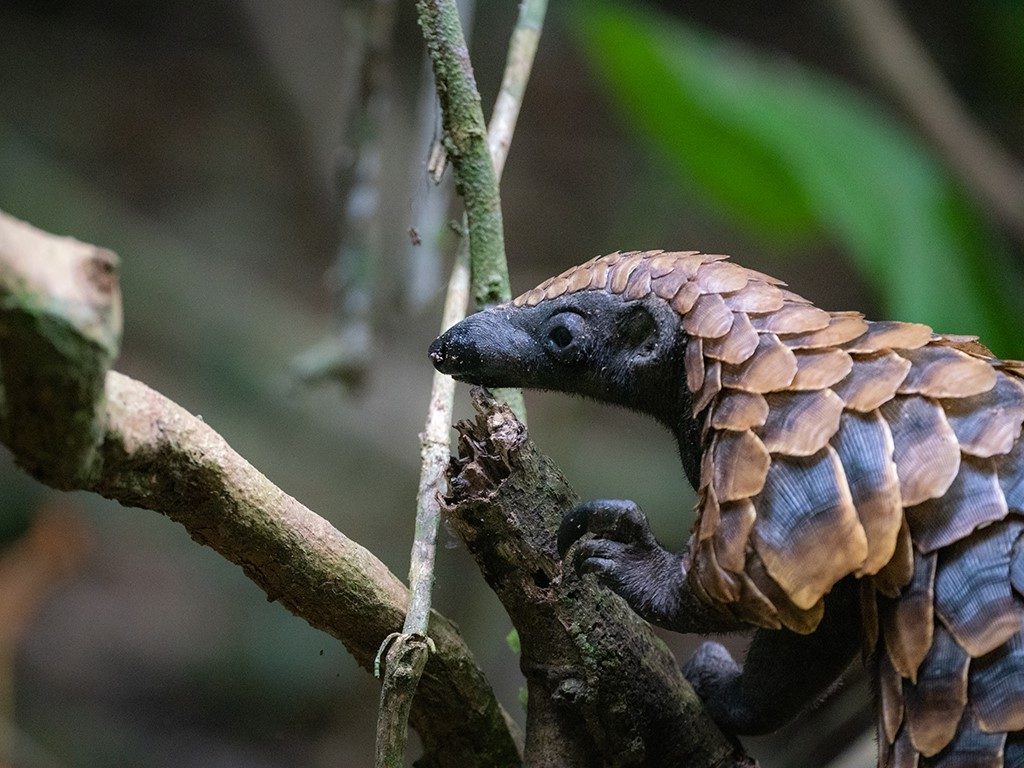 Pangolin Research Project - Sangha Lodge