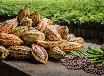 Cacao plantage