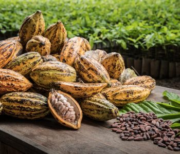 Cacao plantage