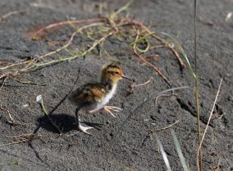 Vogel bij strand