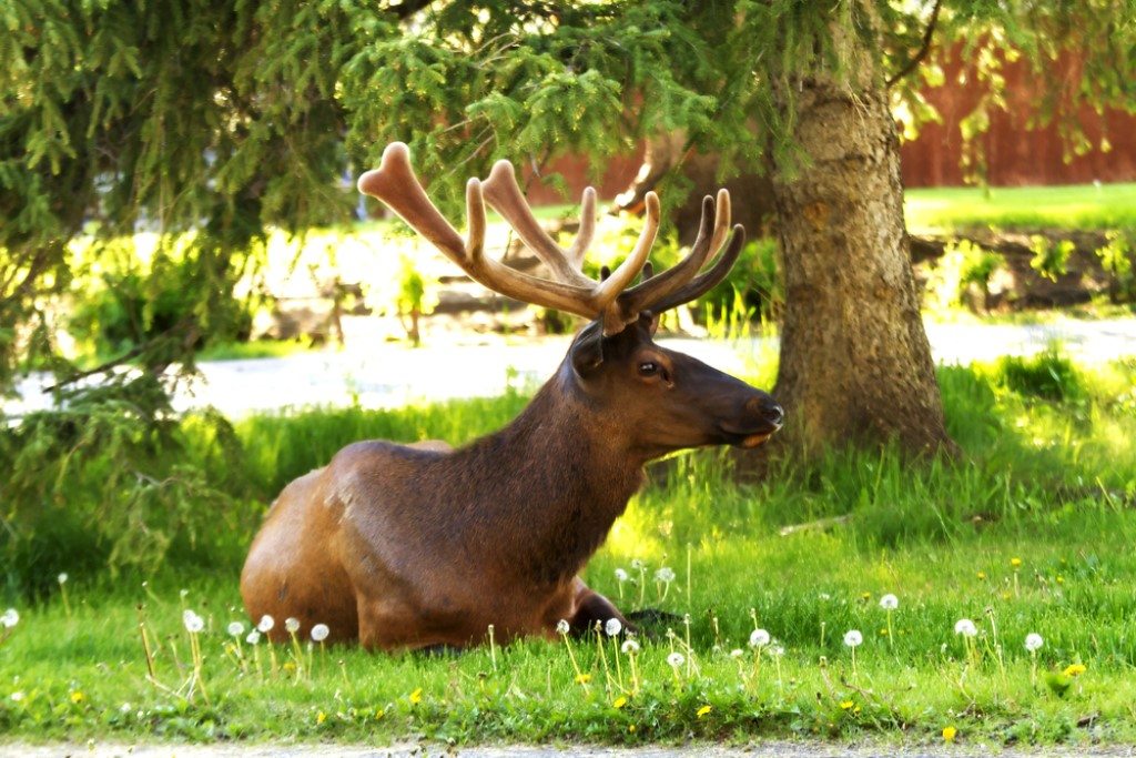 Wapiti, Banff, Canada