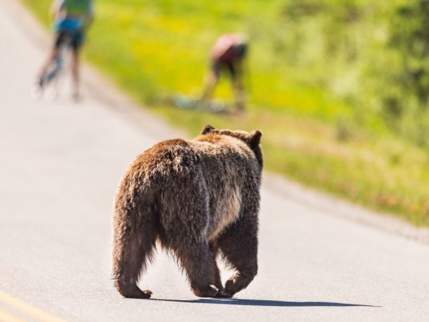 Grizzly beer, Banff, Canada