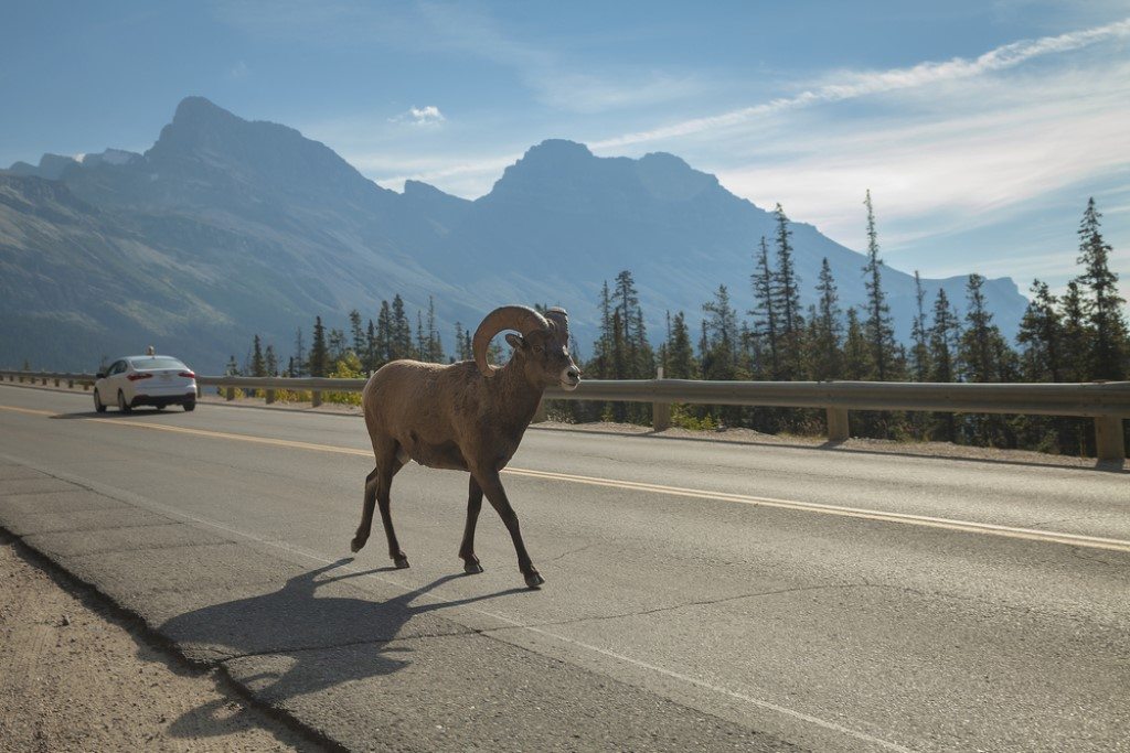 Dikhoornschaap, Icefields Parkway, Canada