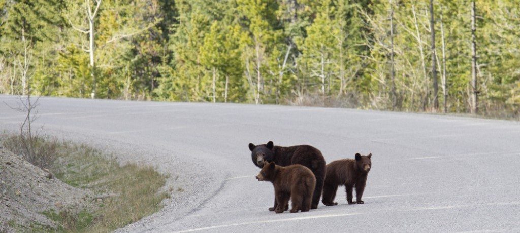 Zwarte beren, Icefields Parkway, Canada